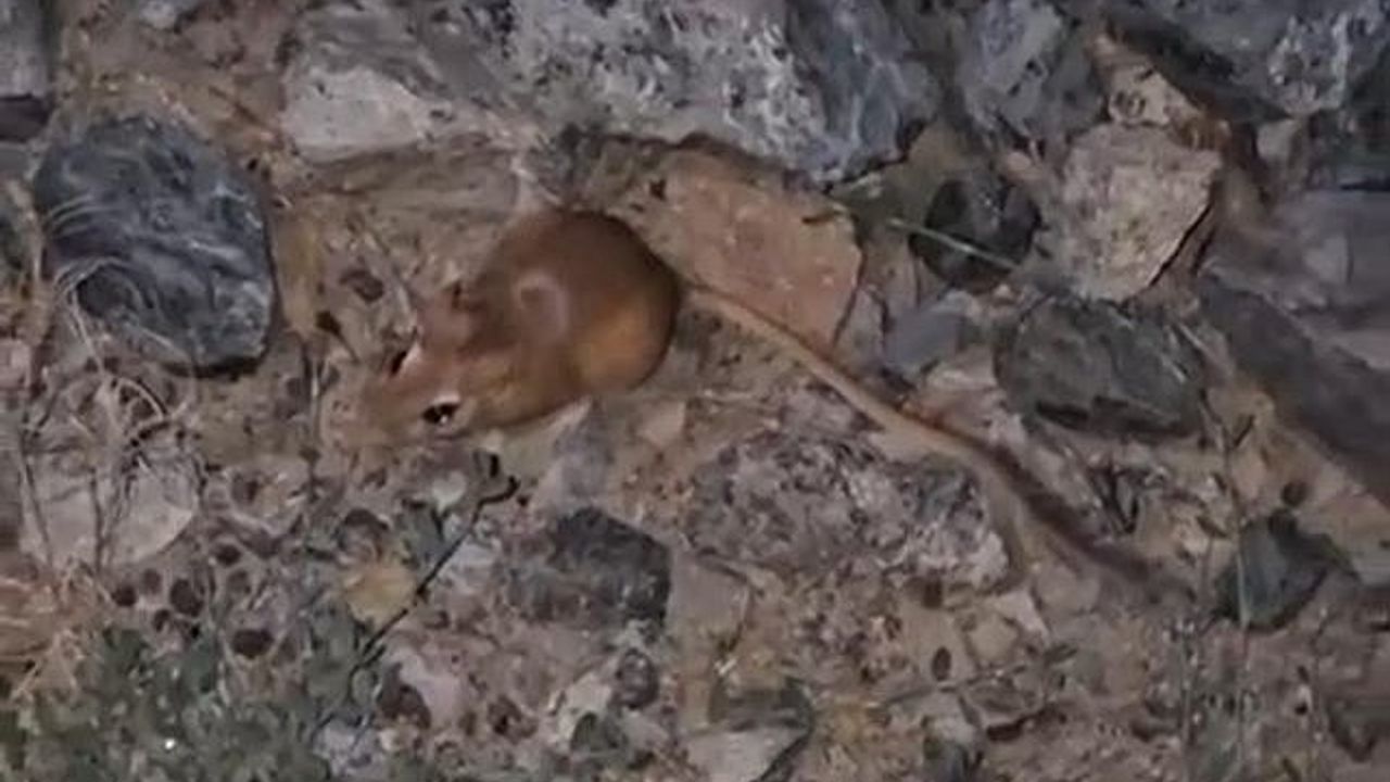 Yüksekova'da kırmızı listedeki kanguru faresi görüntülendi