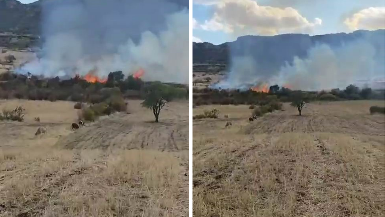 Diyarbakır'da otluk yangını: Onlarca ağaç kül oldu