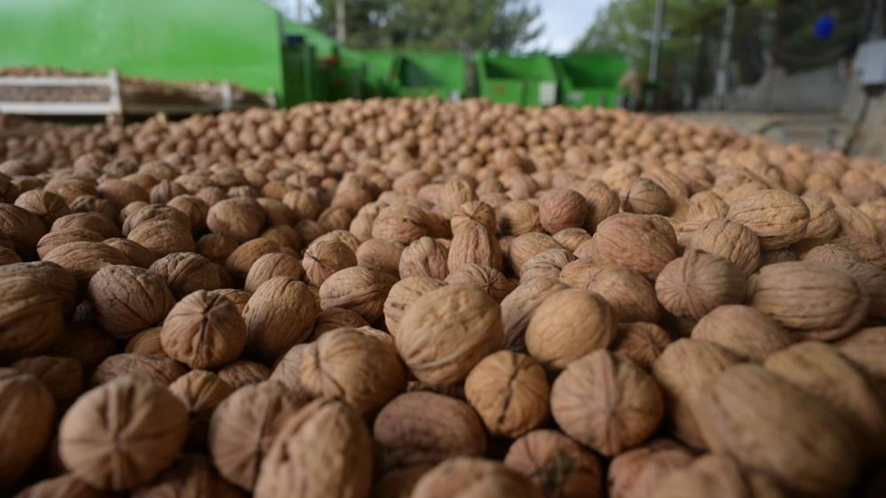 Denizli'de sezonun ilk ceviz hasadı yapıldı