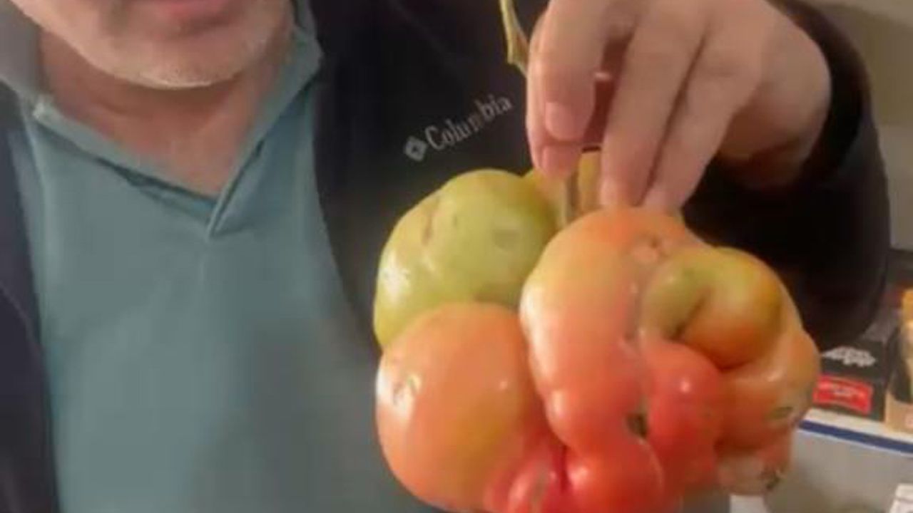 1 kilo 400 gramlık domates şaşkınlık yarattı