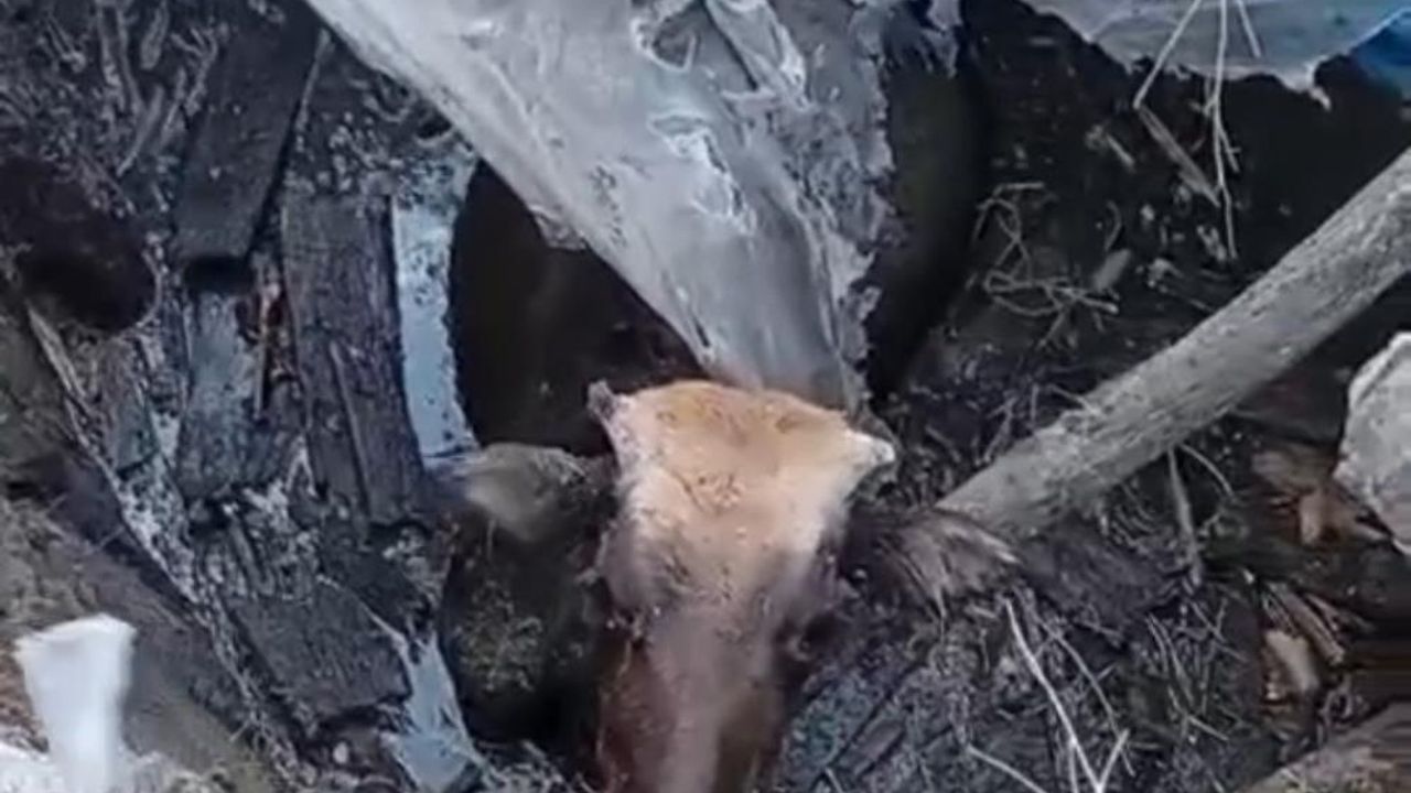 Bataklığa saplanan inek kurtarıldı