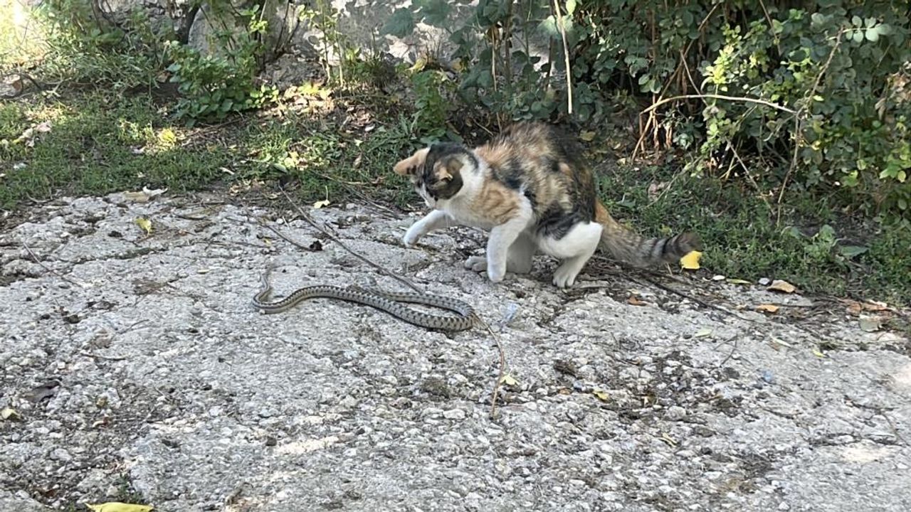 Kedi bu kez fare değil yılan avladı