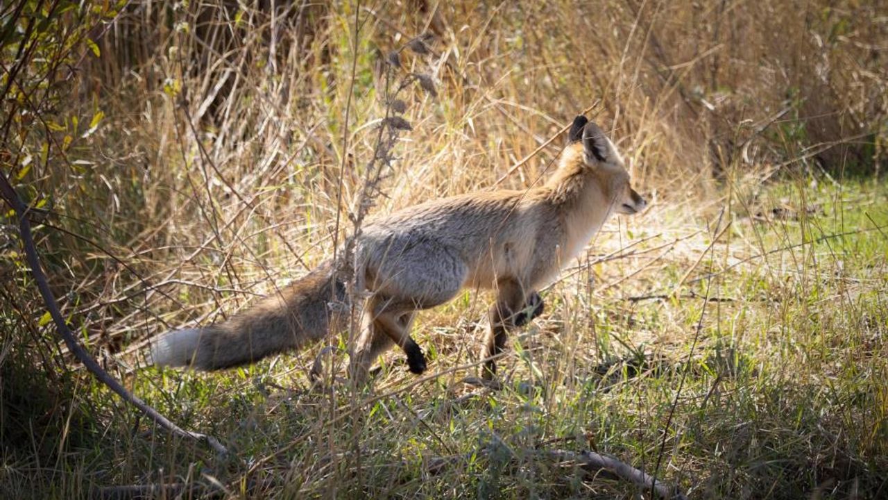 Bingöl'de yiyecek arayan kızıl tilki görüntülendi