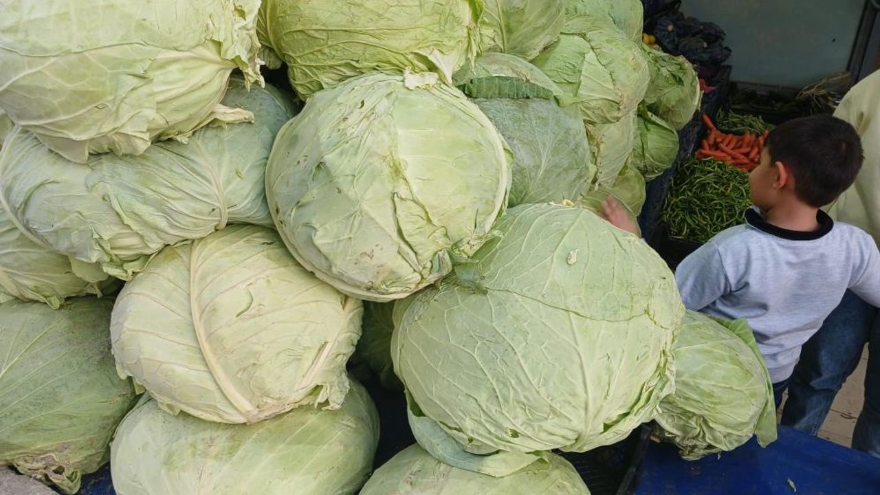 Muş’un dev lahanaları Diyarbakır tezgahlarını doldurdu