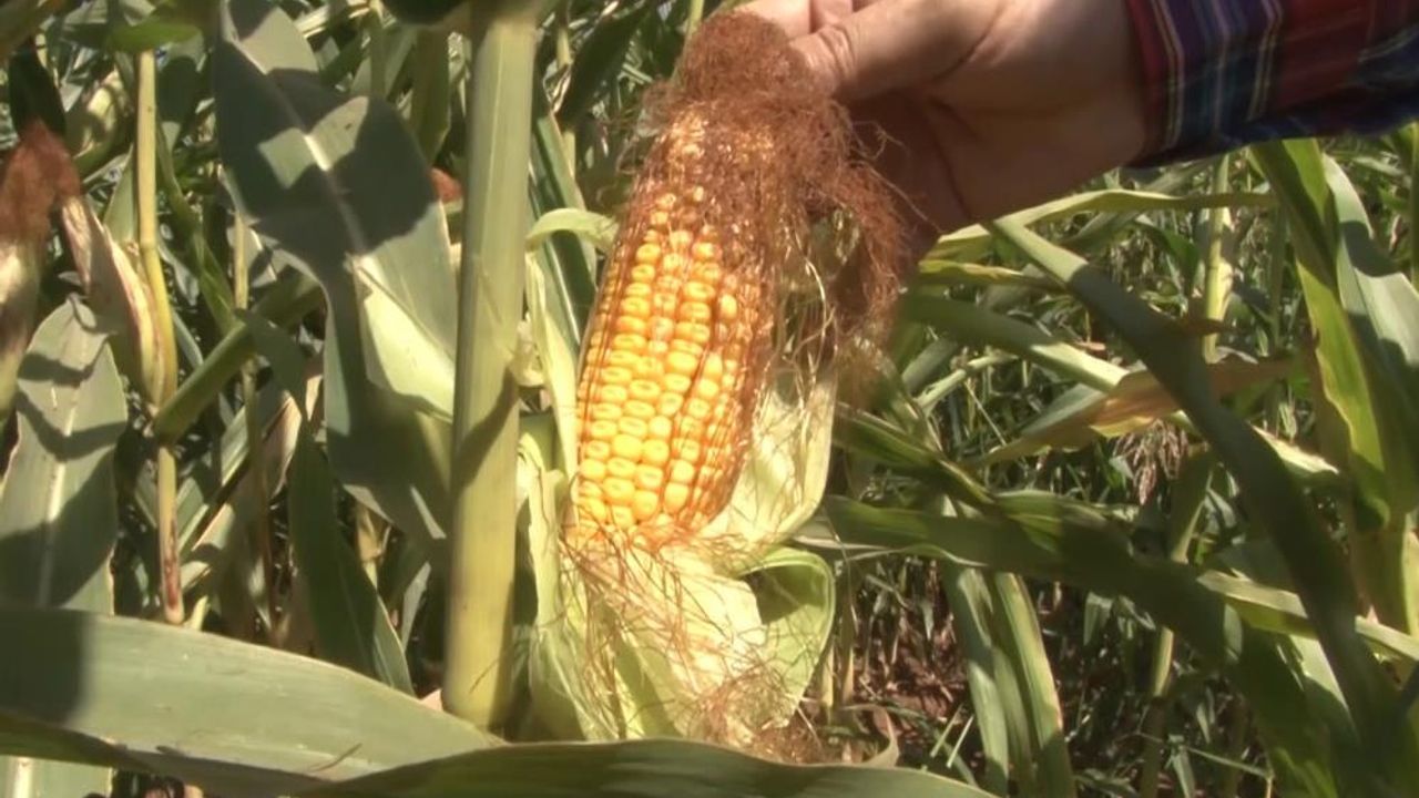Şanlıurfa'da anız yakılmadan ekilen mısır ve pamukta yüksek verim
