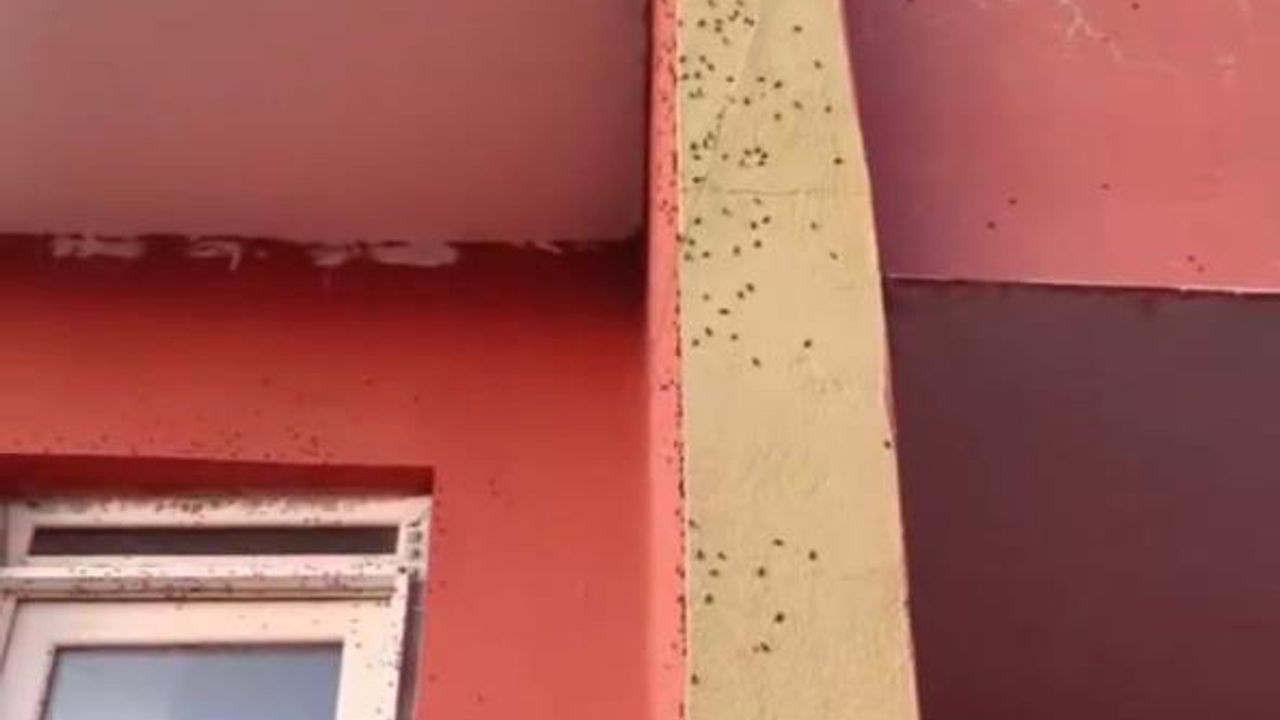 Evlerin duvarlarında sinek tehlikesi