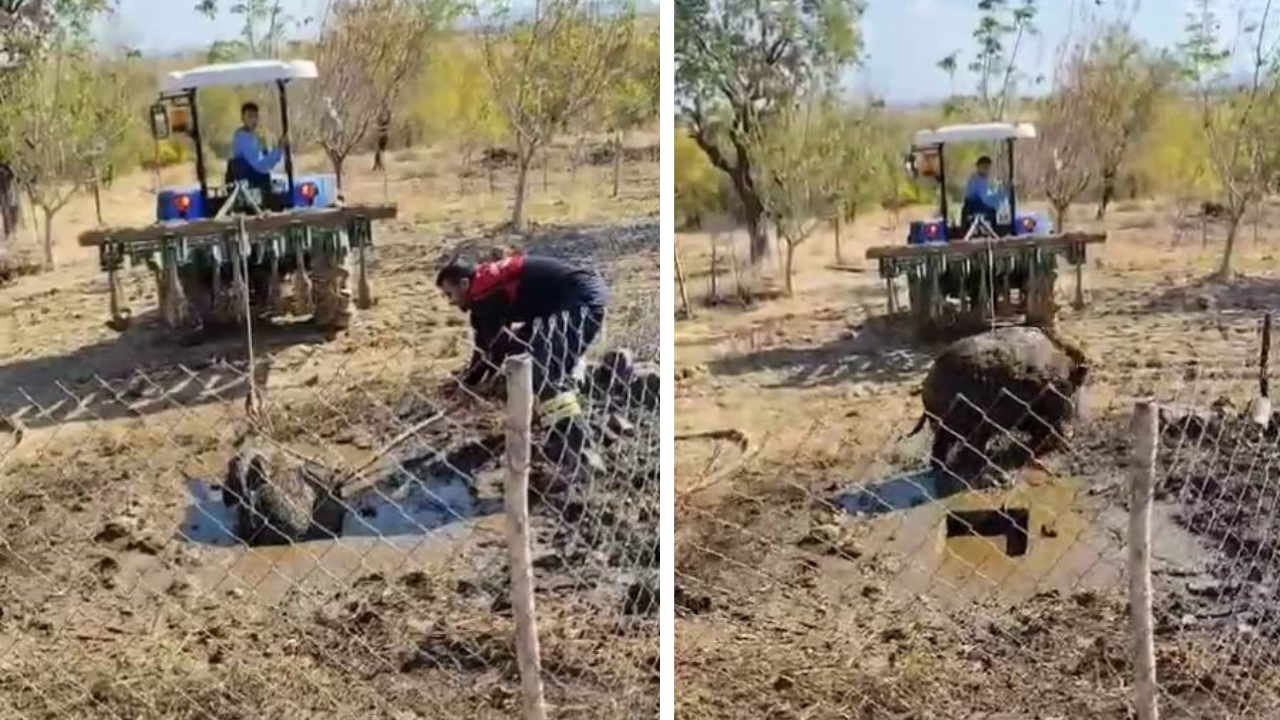 Diyarbakır’da septik kuyusuna düşen yaban domuzu kurtarıldı