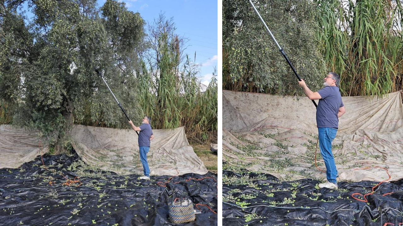 Yağışların ardından zeytin hasadı başladı