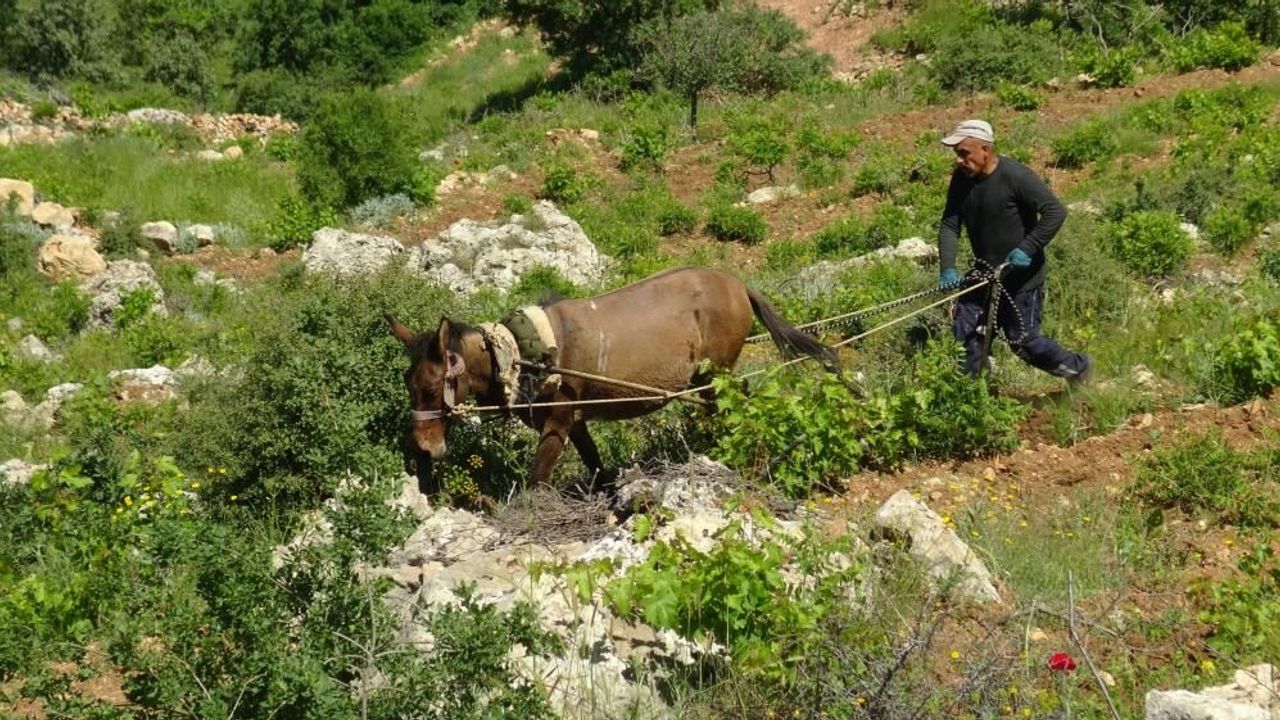 Asırlık gelenek atla çift sürme devam ediyor