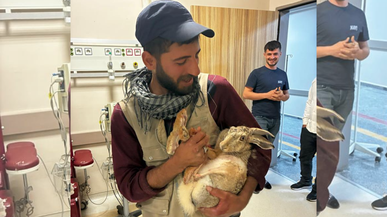 Diyarbakır’da yaralı hamile tavşan, tedavi edildi