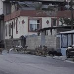 Başıboş sokak köpekler tedirgin ediyor
