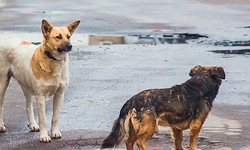 Yine sokak köpeği faciası