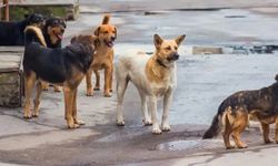 Şanlıurfa’da köpek saldırısı: 2 yaralı