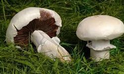 Mantar toplamak için ormana giden bir vatandaş kayboldu