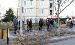 Diyarbakır’da ağaçları tehdit eden mantar hastalığına karşı önlem