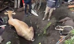 Ahır çöktü, hayvanlar enkaz altında kaldı