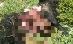 Tunceli’de ayı dehşeti