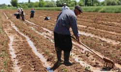 Üreticilere destekleme ödemesi yapılacak