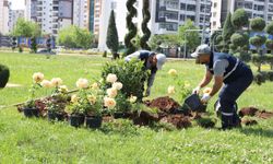 Diyarbakır’da 46 bin fide toprakla buluştu