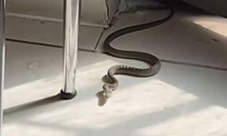 Diyarbakır'da mutfağa giren yılanı gören kedi zıpladı