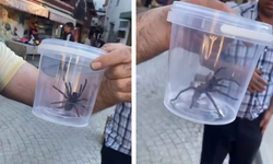 O ilde dev etçil örümcek paniği