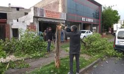 Diyarbakır’da fırtına nedeniyle100’e yakın ağaç kırıldı