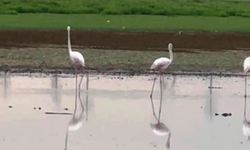 Flamingolar Diyarbakır'da mola verdi