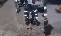 Şanlıurfa'da havalandırma boşluğuna düşen üç yavru kedi kurtarıldı