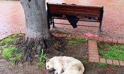 Uyuyan adamın başında nöbet tutan köpek görenleri duygulandırdı