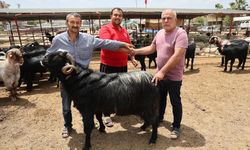 Kurbanlıklar görücüye çıktı
