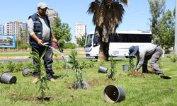 Diyarbakır’da Mahabad Bulvarı yeşile bürünüyor