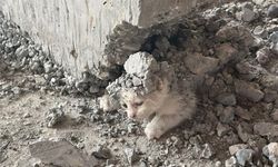 Kalıbın içerisine giren kedinin üzerine beton döküldü