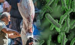 Kurban Bayramı yaklaşırken "salmonellaya"  dikkat!