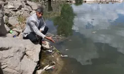 Diyarbakır'da korkutan görüntü: Balık ölümlerinin sebebi ne?