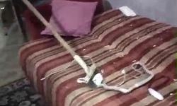 Evde yakalanan yılan doğaya salındı