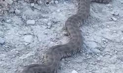 Elazığ'da görüntülenen yılan tedirgin etti