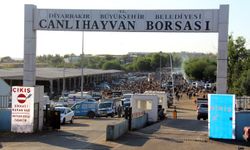 Diyarbakır'da kurbanlıklar tezgahta kaldı: Fiyat aynı, alıcı yok!