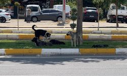 Diyarbakır’da sürü halinde gezen köpekler tedirginlik yarattı