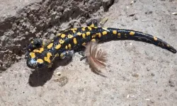 Elazığ’da benekli semender görüldü