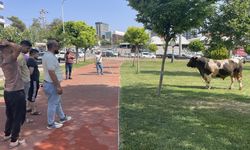 Şanlıurfa'da kaçan kurbanlık boğa parkta yakalandı