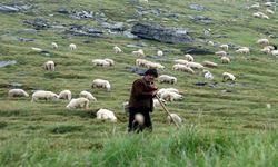 Yabancı çobanlara çalışma izni başvuruları başladı