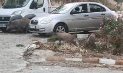 Kuşadası sokakları domuzlarla doldu