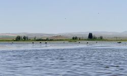 Diyarbakır’da flamingolar yeniden görüldü