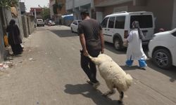 Diyarbakır'da kurban alımı son güne bırakıldı