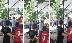 Kasap, kızgın boğanın saldırısında ölümden döndü