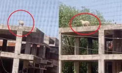 Diyarbakır'da  3 katlı binanın üzerine çıkan koçun, sahibi satmaktan vazgeçti