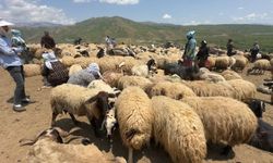 Valilikten Berivanlılar için  koyun sağma alanları