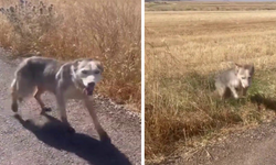 Diyarbakır'da vatandaşlar kurdu köpek gibi çağırdı
