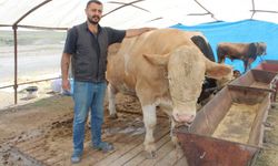 970 kiloluk Minik, ilgi odağı oldu