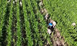 Diyarbakır'da mısırların arasına gizlenmiş 41 bin kök skunk ele geçirildi